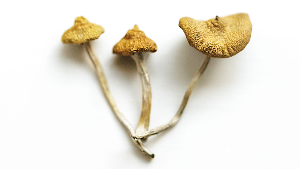 3 dried <em>Psilocybe azurescens</em>