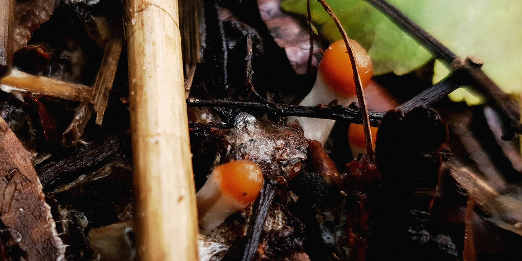 Young psilocybe azurescens mushrooms emerging from the ground.