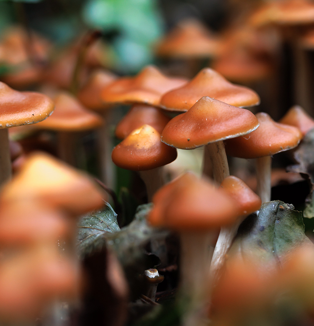 A large number of psilocybe azurescens mushrooms growing together in forest soil.