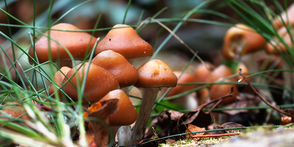 Psilocybe azurescens growing between grass and ivy.