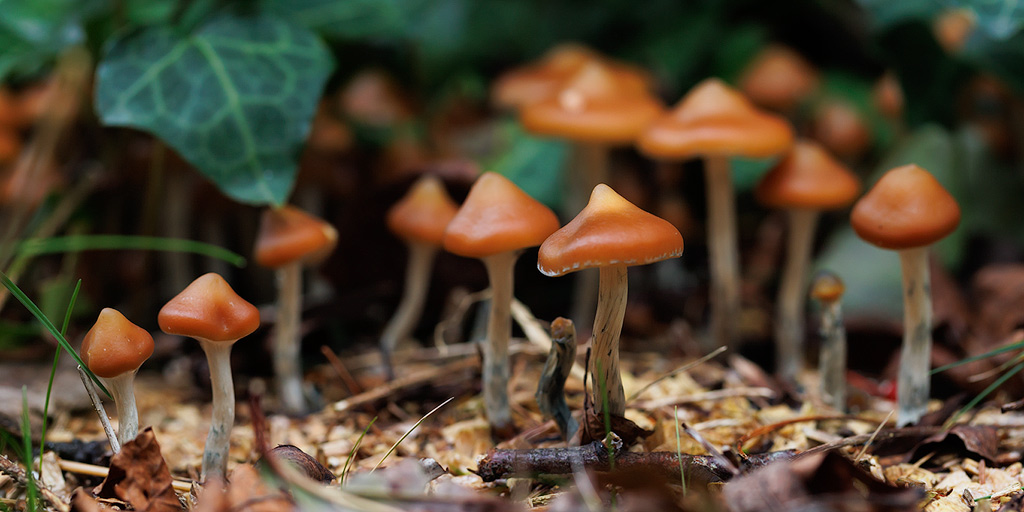 Psilocybe azurescens mushrooms among the ivy.