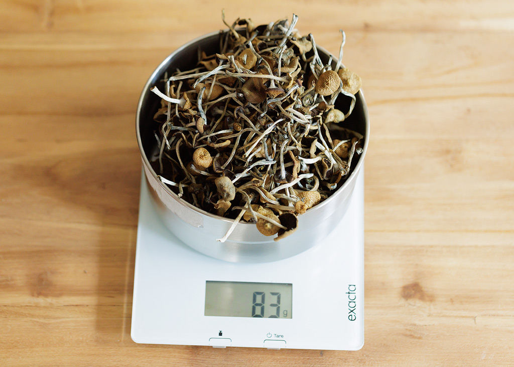 A container with 83 grams of dried psilocybe azurescens mushrooms on a scale.