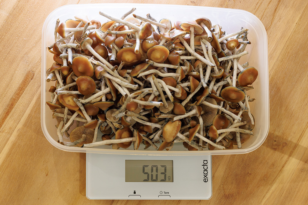 A container with 503 grams of fresh psilocybe azurescens mushrooms on a scale.