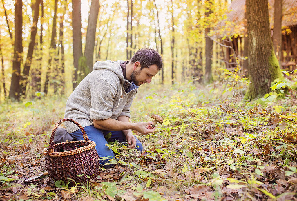 A man picking porcini mushrooms in the forest.