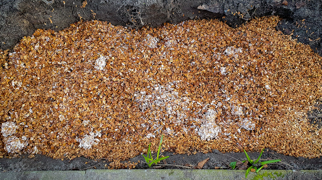 A mushroom grow bed with beechwood chips and psilocybe azurescens spawn of about 2 square meters.