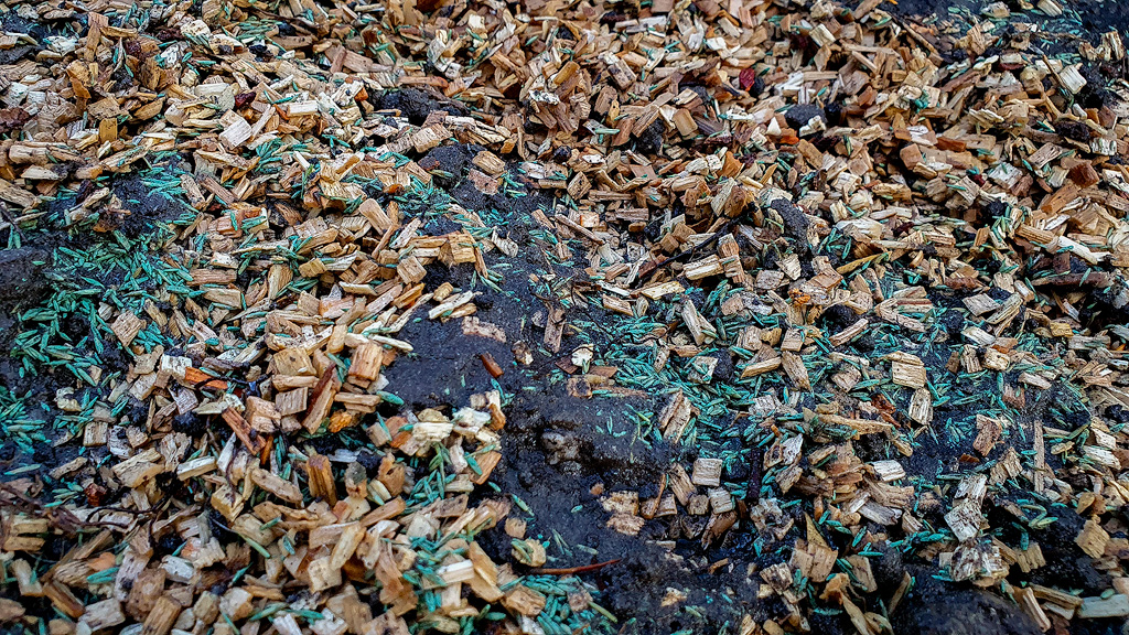 A seeded mushroom grow bed with beechwood chips, soil, and grass seed. Close-up.