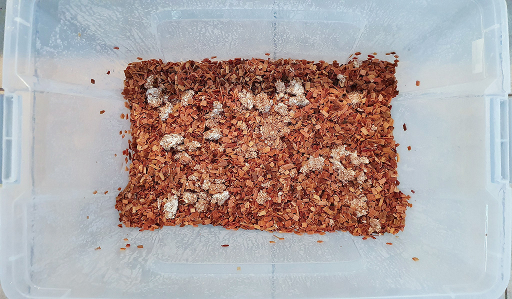 A plastic storage box with mushroom spawn and beechwood chips.