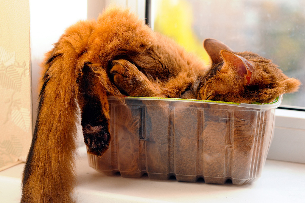 A cat sleeping in a plastic container.