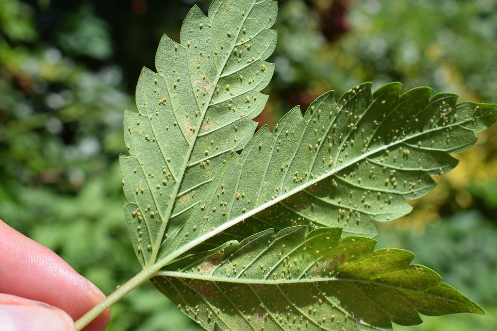 Aphids under a cannabis leaf.