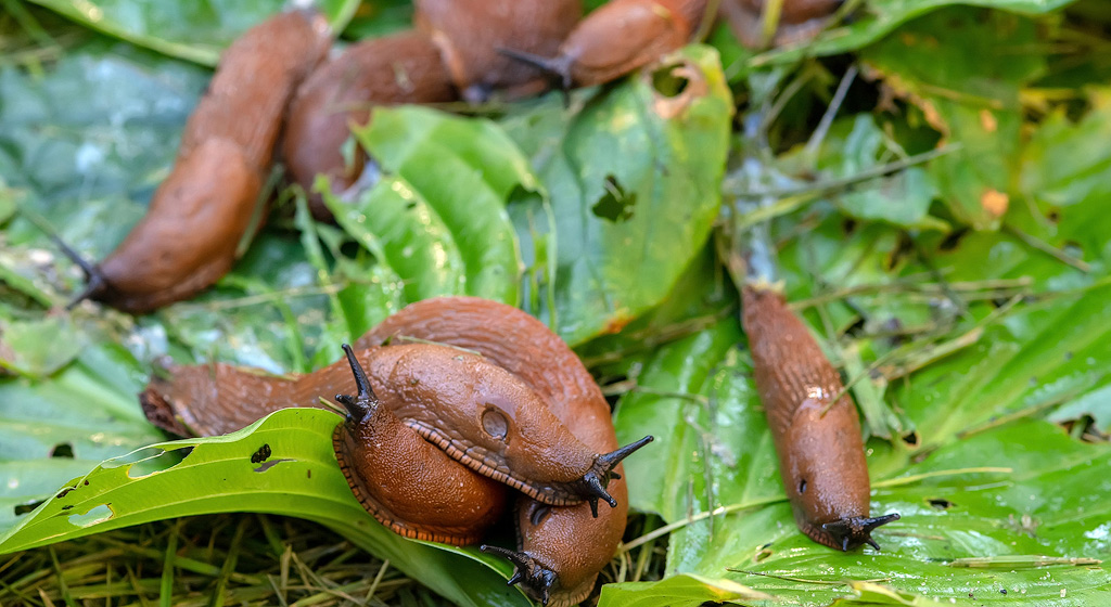 Many slugs on hostas, distracting them from other plants.