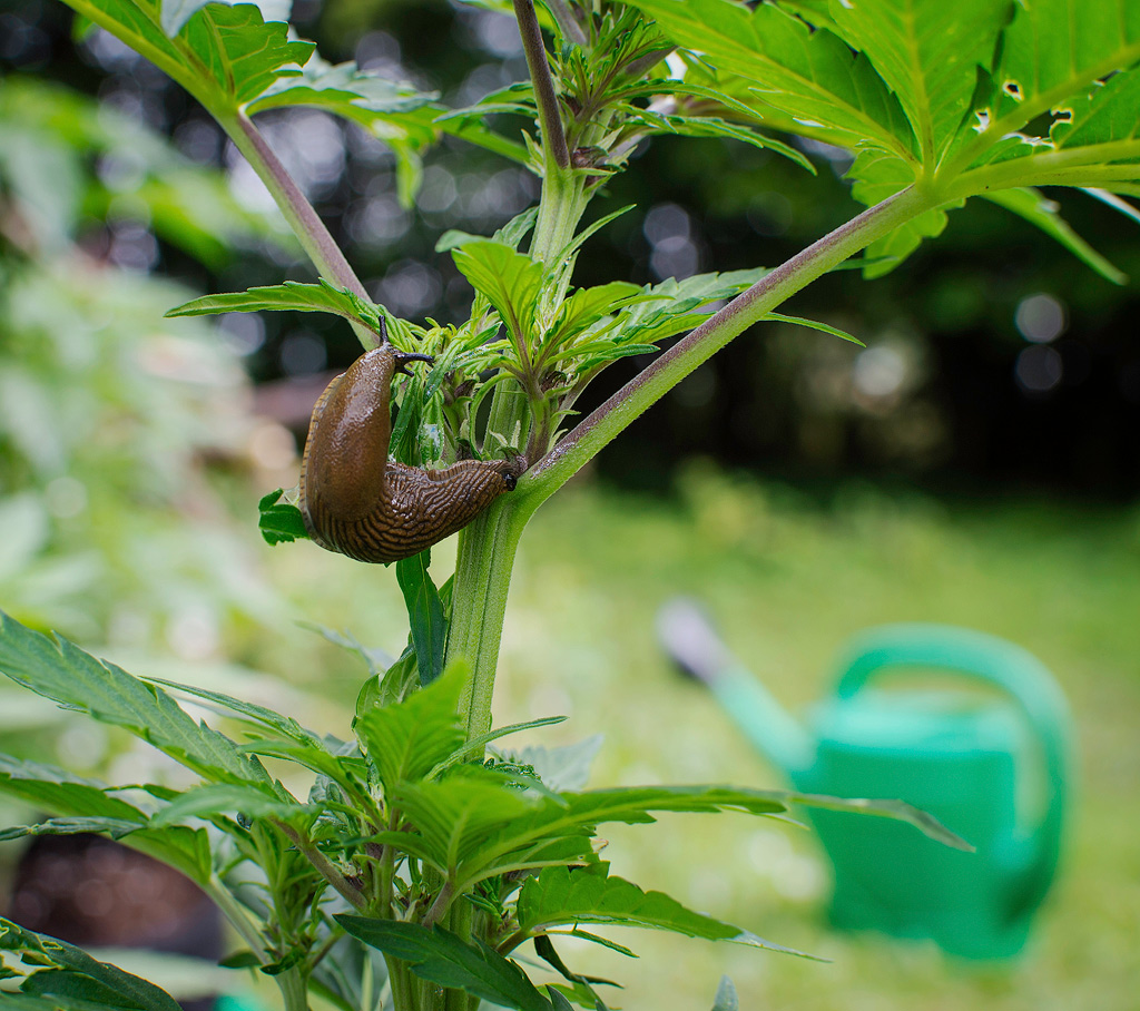 A slug on a cannabis plant.