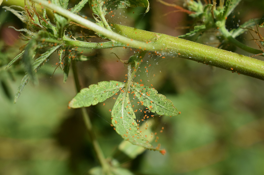 Spider mites on a cannabis plant.