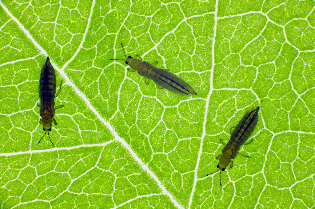 Thrips, bugs on cannabis plant.