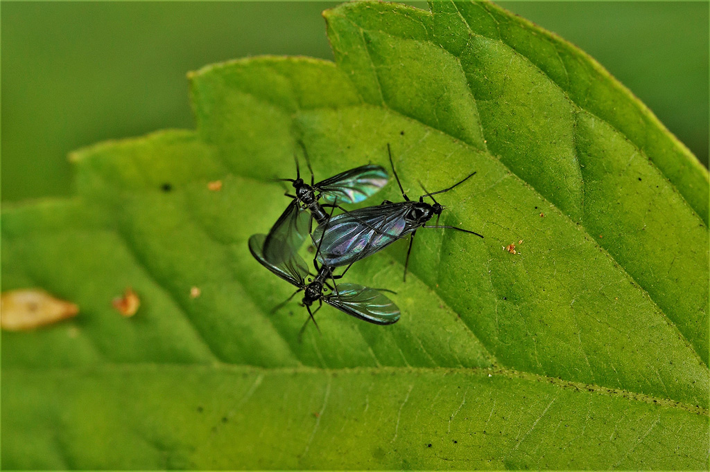 3 Fungus gnats on a leaf.