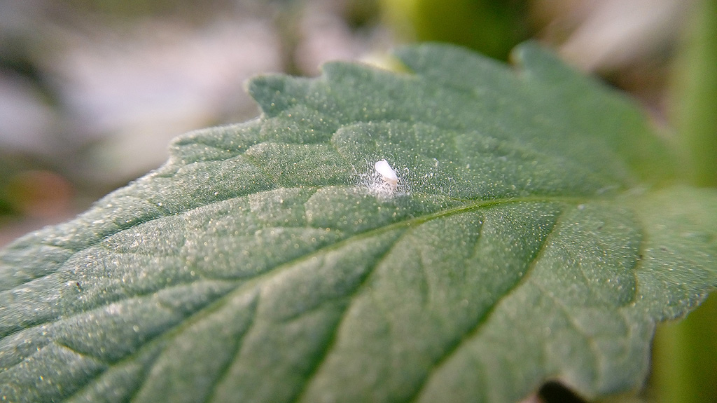 Whiteflies on a cannabis leaf.