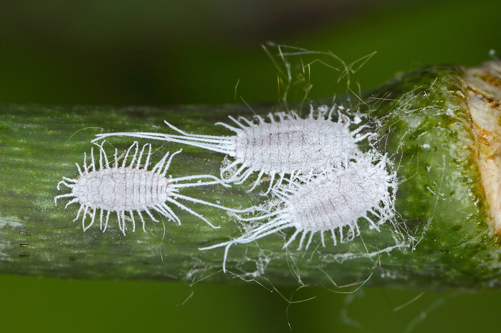 Mealybugs on a plant stem.