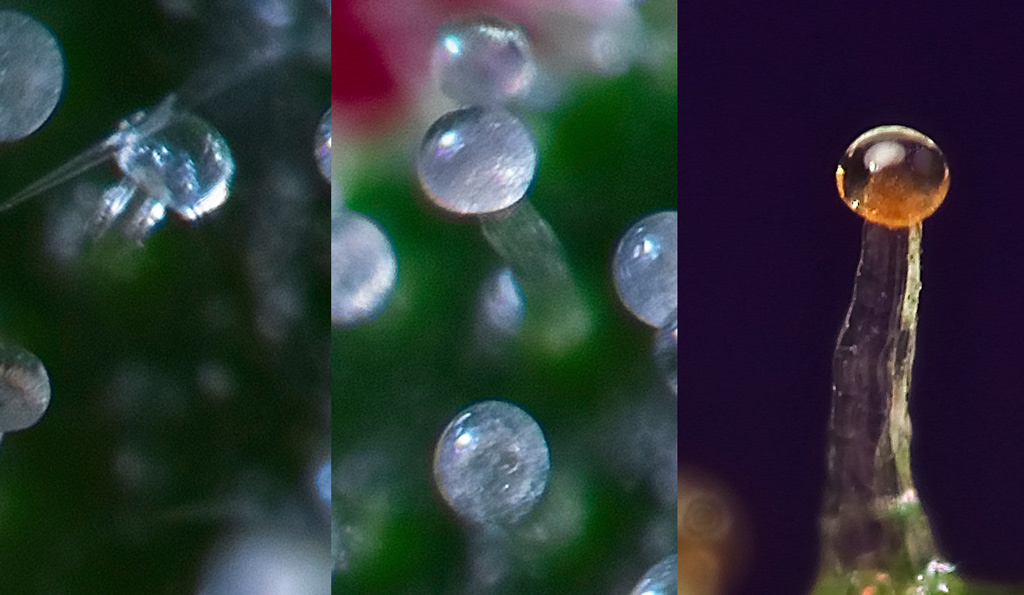 The difference between normal color vision and deuteranomaly, a common form of color blindness, in the trichomes of a cannabis plant.