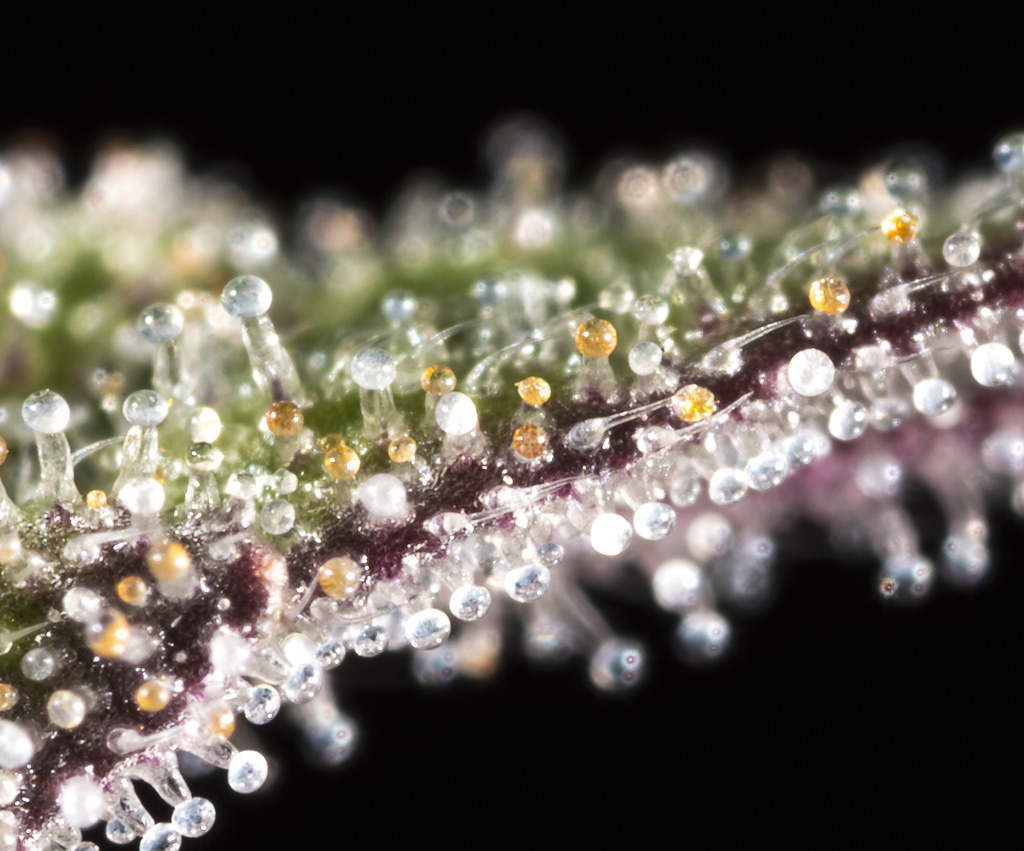 Cannabis trichomes with normal vision.