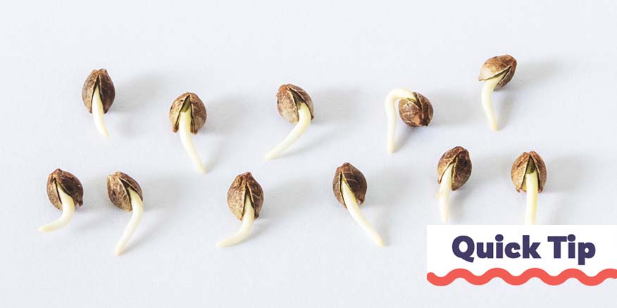 Germinated cannabis seeds on a white background