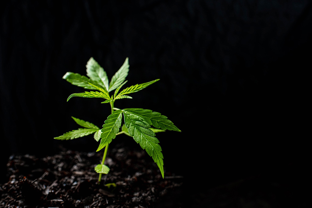 Young cannabis plant against a dark background.