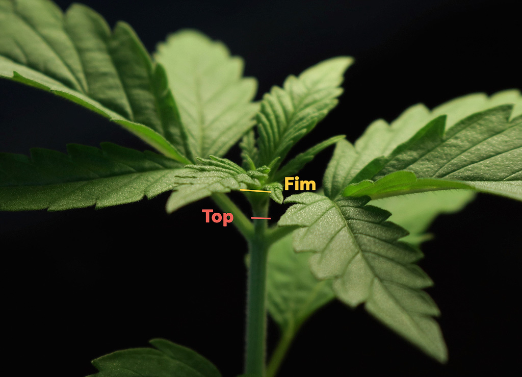 Schematic representation of where to top and fim.