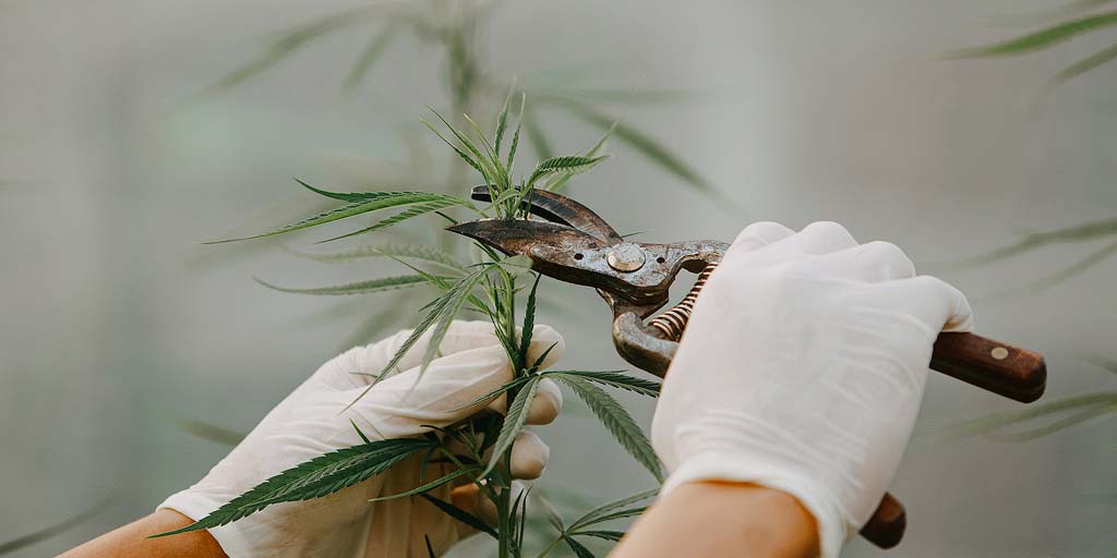 Fimming cannabis plant with pruning shears.