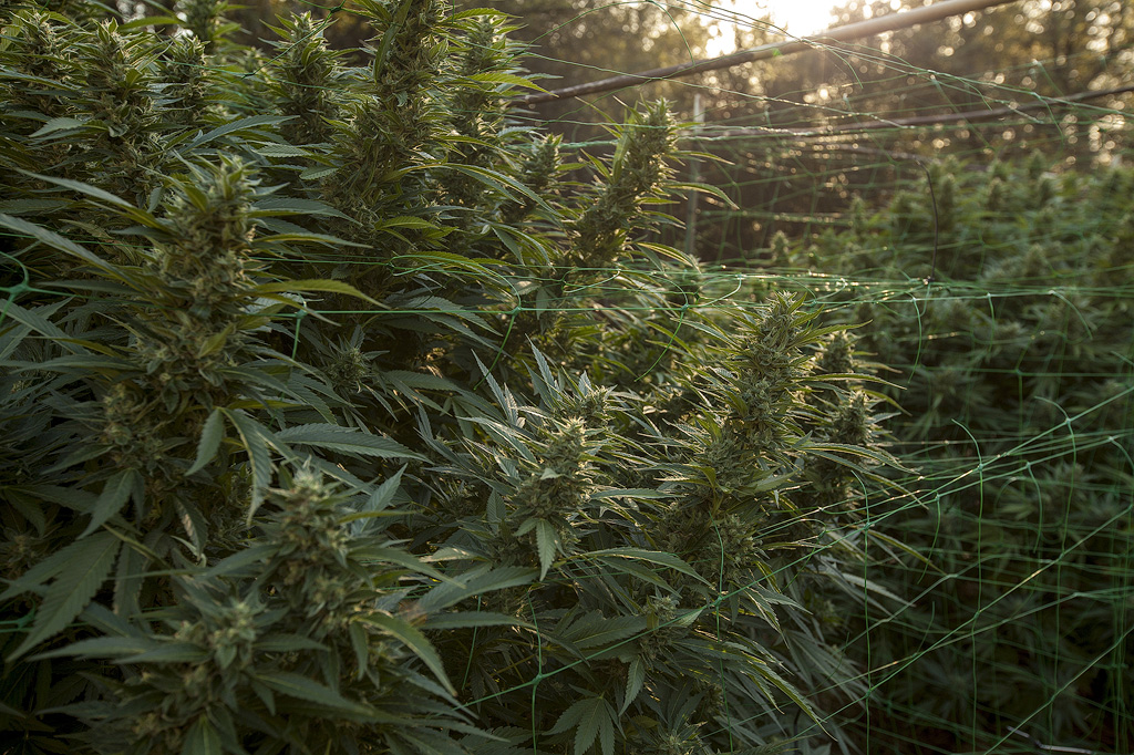 Large cannabis plants in a trellis.