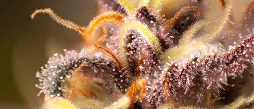 22 Terpenes Explained | The Secret Compounds in Cannabis