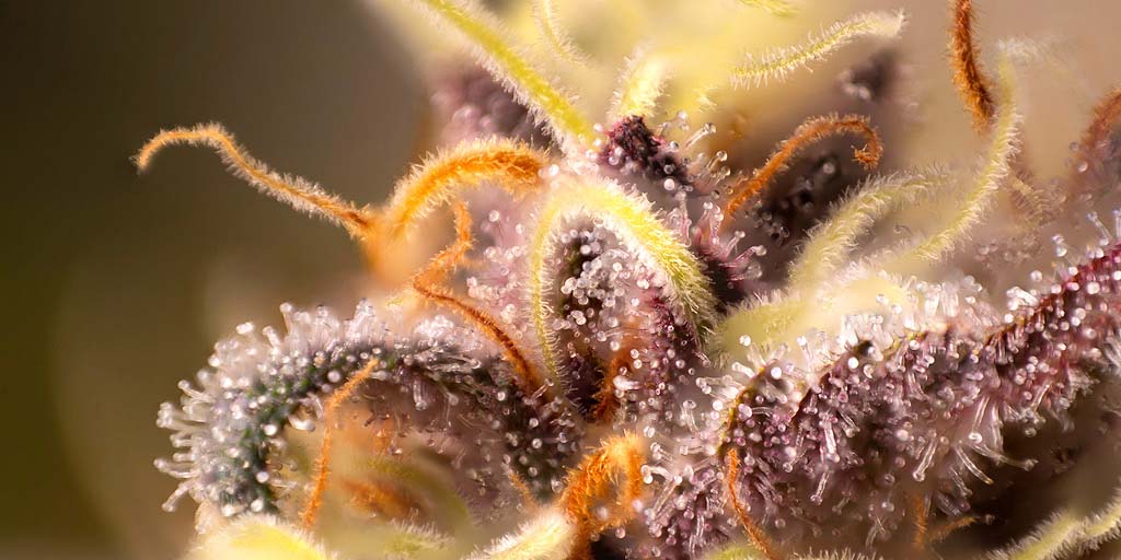 22 Terpenes Explained | The Secret Compounds in Cannabis