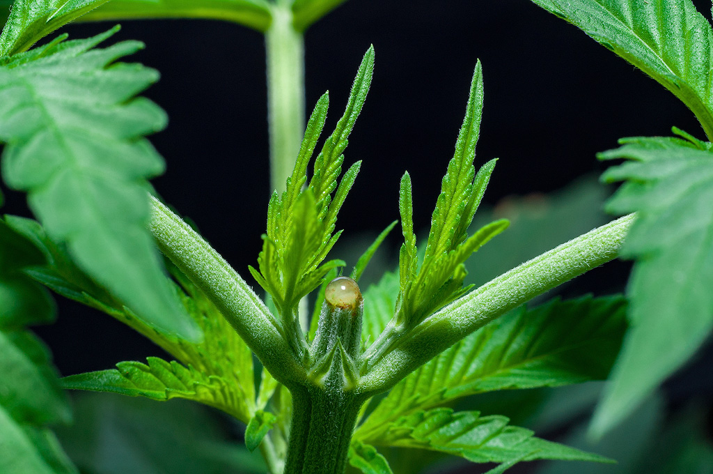 topping cannabis plant