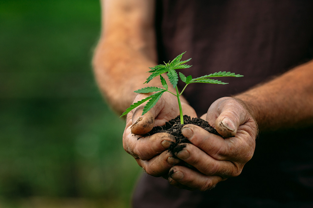 repotting cannabis plant