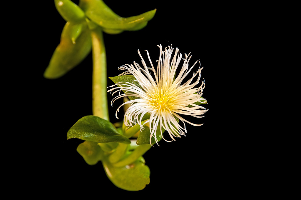 Kanna (sceletium tortuosum) flowering plant