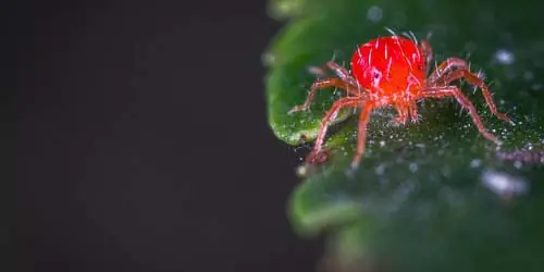 spider mites cannabis