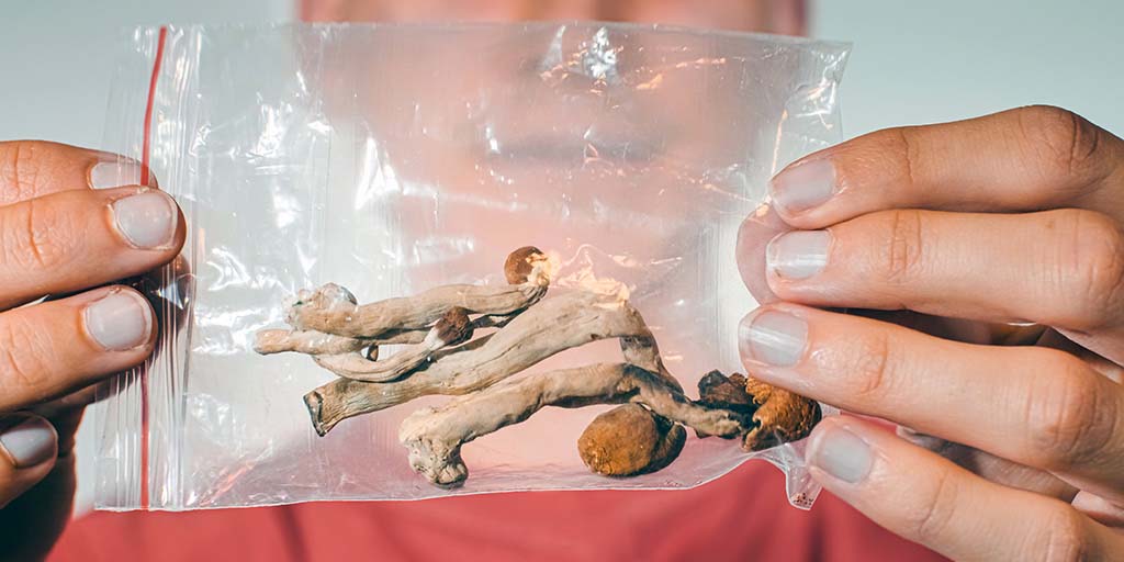 Magic mushroom contains more psilocybin than its neighbour, study shows