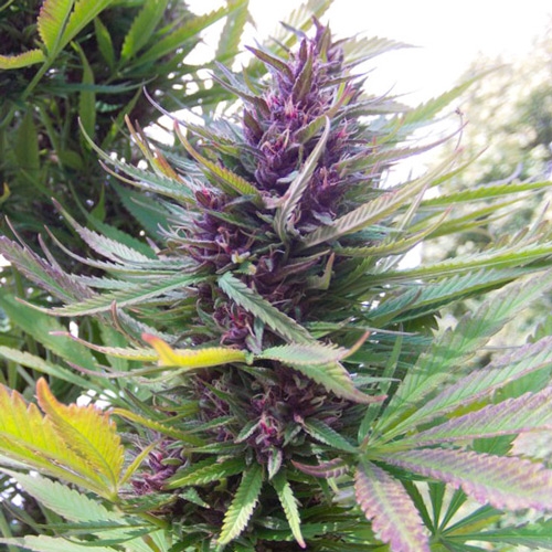 purple haze weed plant